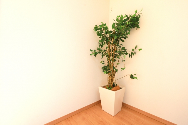 観葉植物